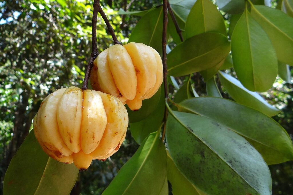garcinia cambogia, malabar tamarind, vadakkan puli-342760.jpg