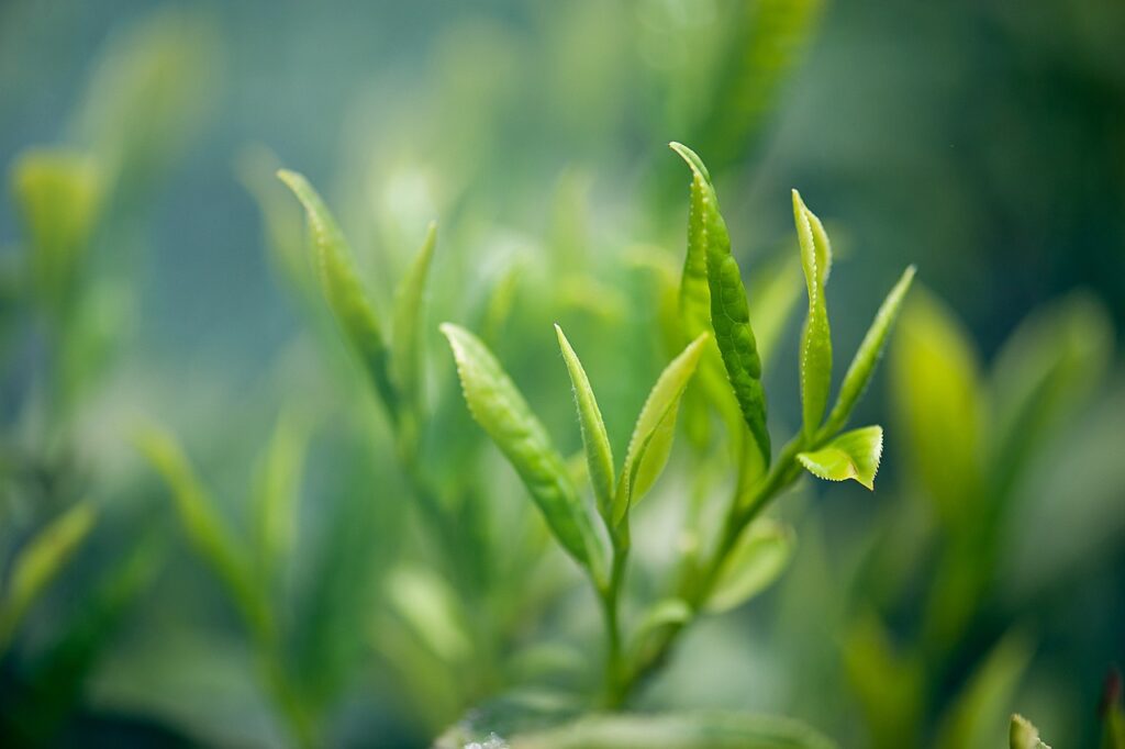 tea, green tea, tea-2657301.jpg