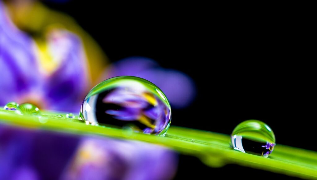 drop of water, drip, leaf-351778.jpg